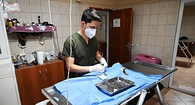 Kemer’de 227 sokak hayvanı kısırlaştırıldı